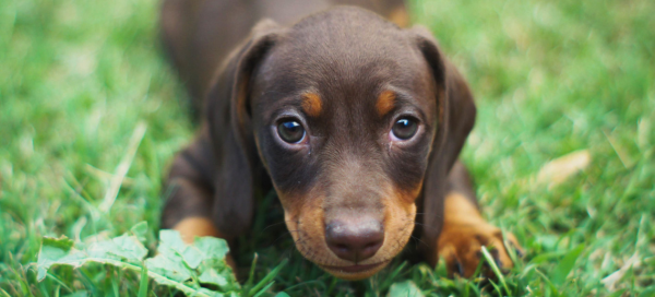 Cúando es mejor comenzar con la educación de un cachorro