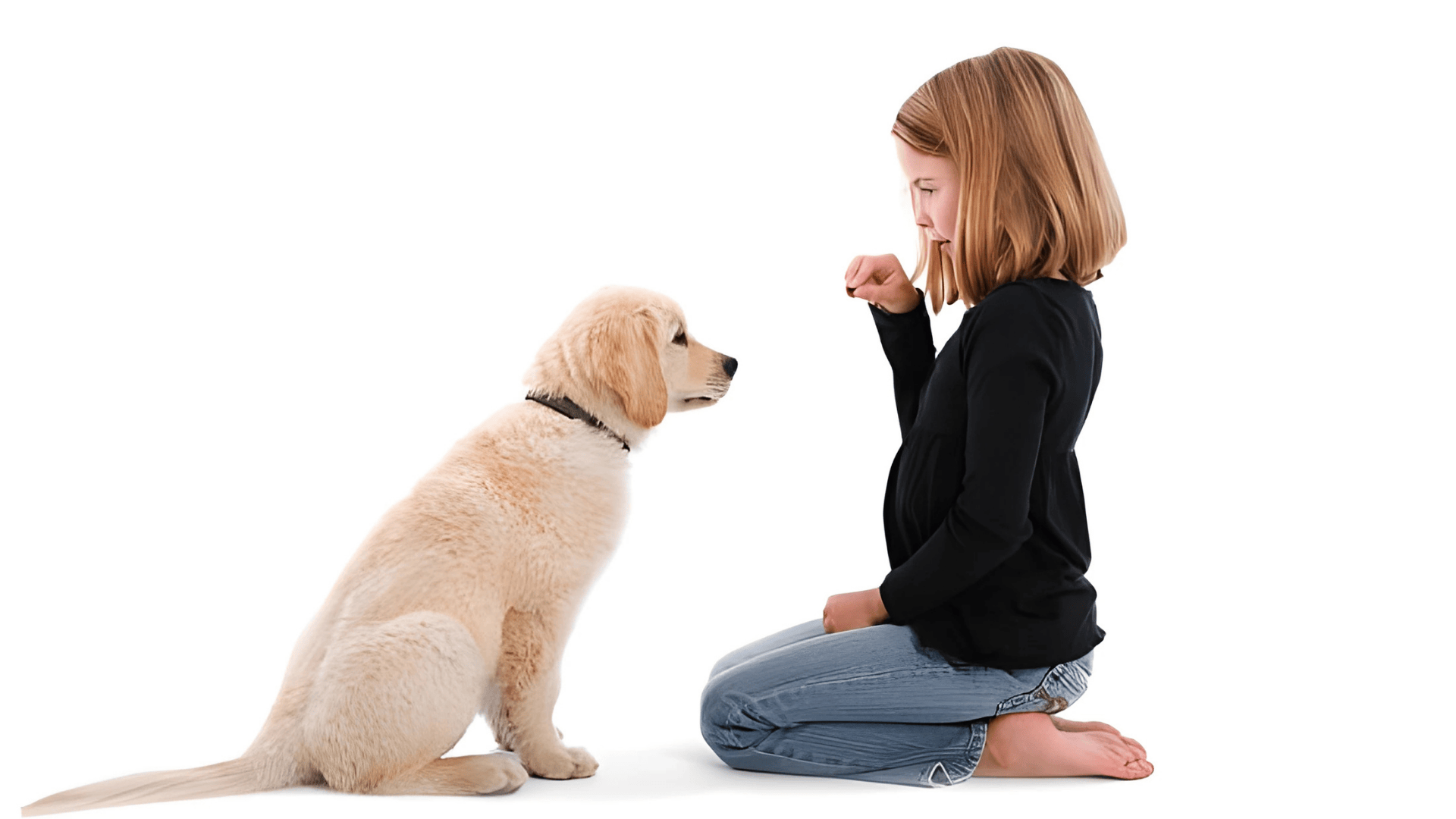 Obediencia-básica-canina Obediencia-básica-canina