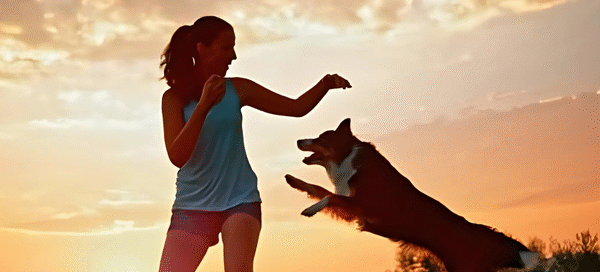 adiestrar-a-un-Perro