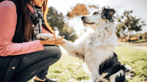 adiestrar-a-un-perro-adulto